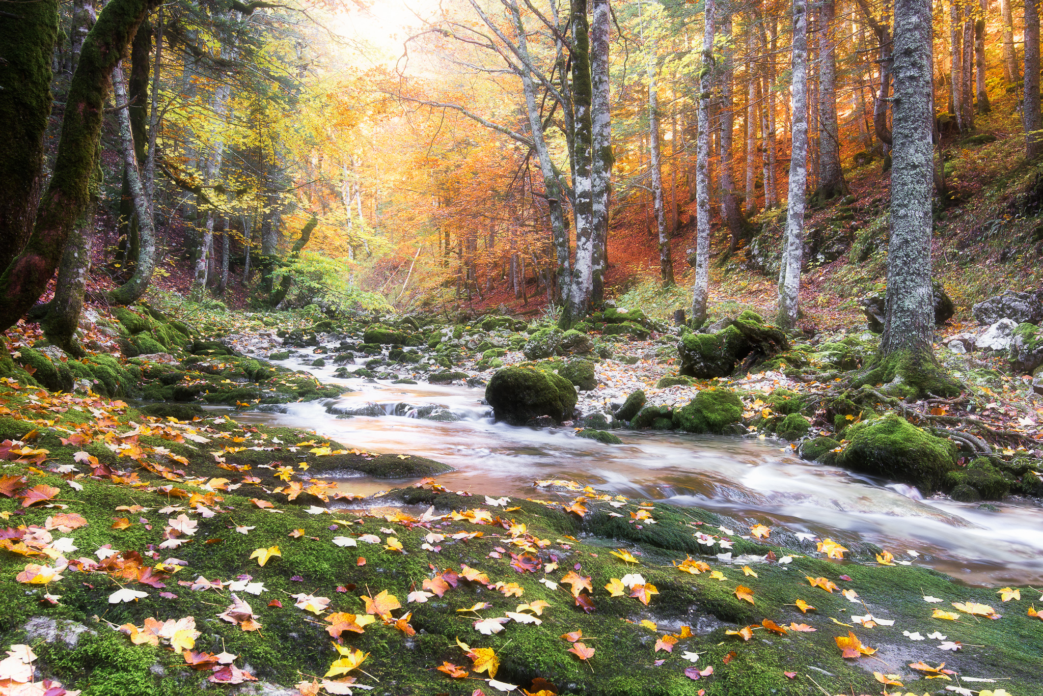 Couleurs d'automne sur le ruisseau du Brudour